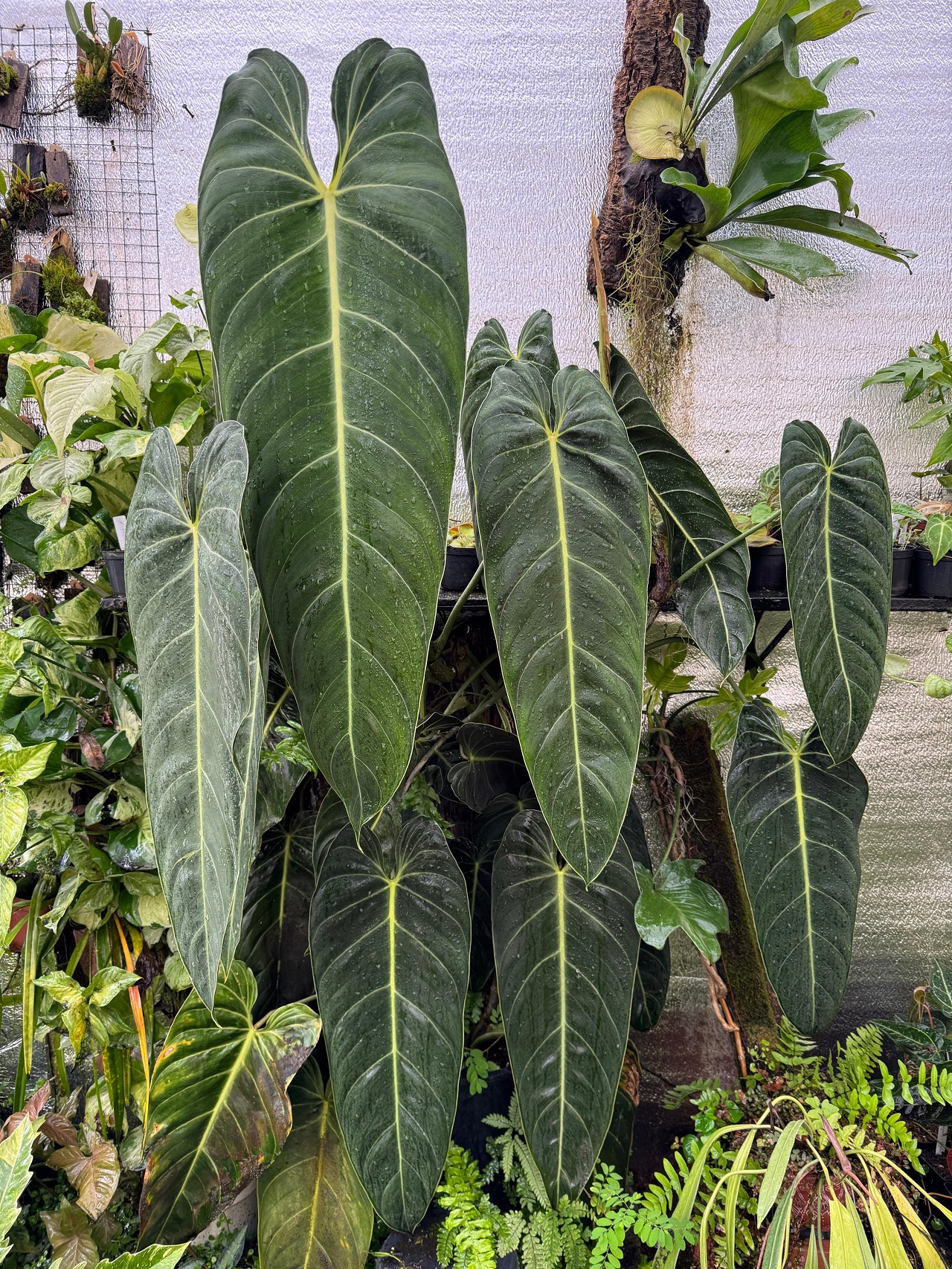 Shopping Plaza D’oro recebe 2ª edição do Bazar Estação das Plantas com opções a partir de R$ 3 