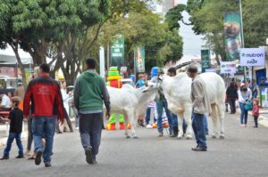 Pecuária de Goiânia espera movimentar mais de R$100 milhões em negócios