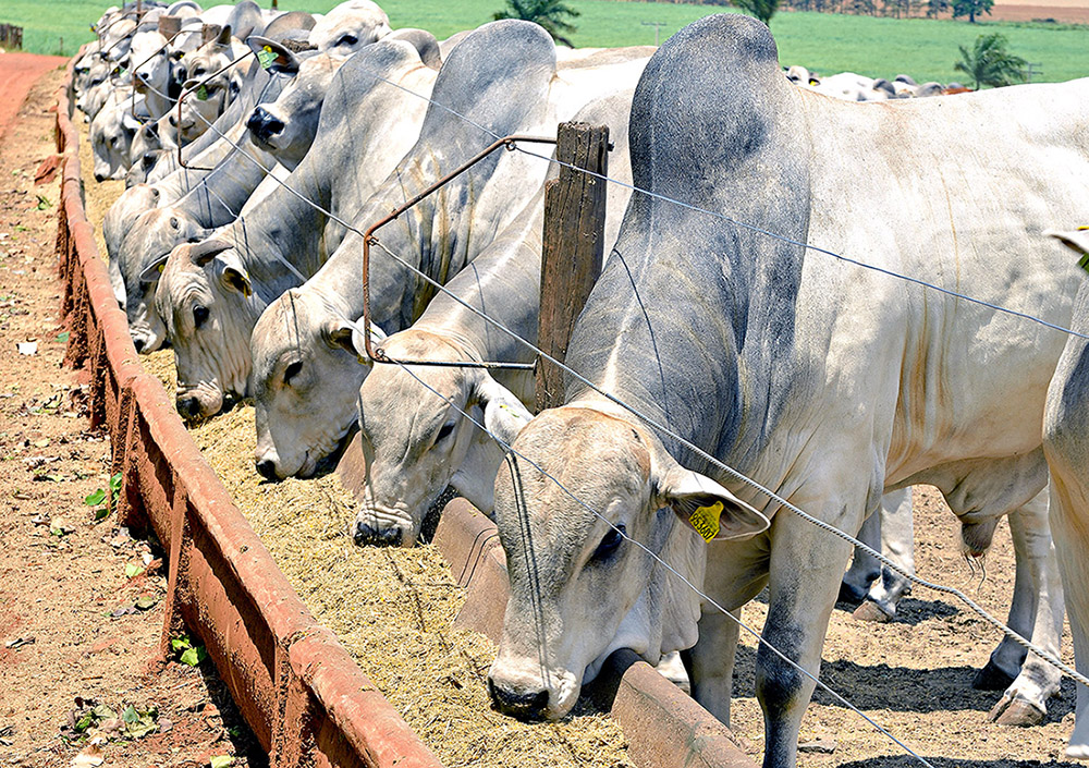 Proibição de antibióticos na engorda animal acelera mudança de modelo na pecuária