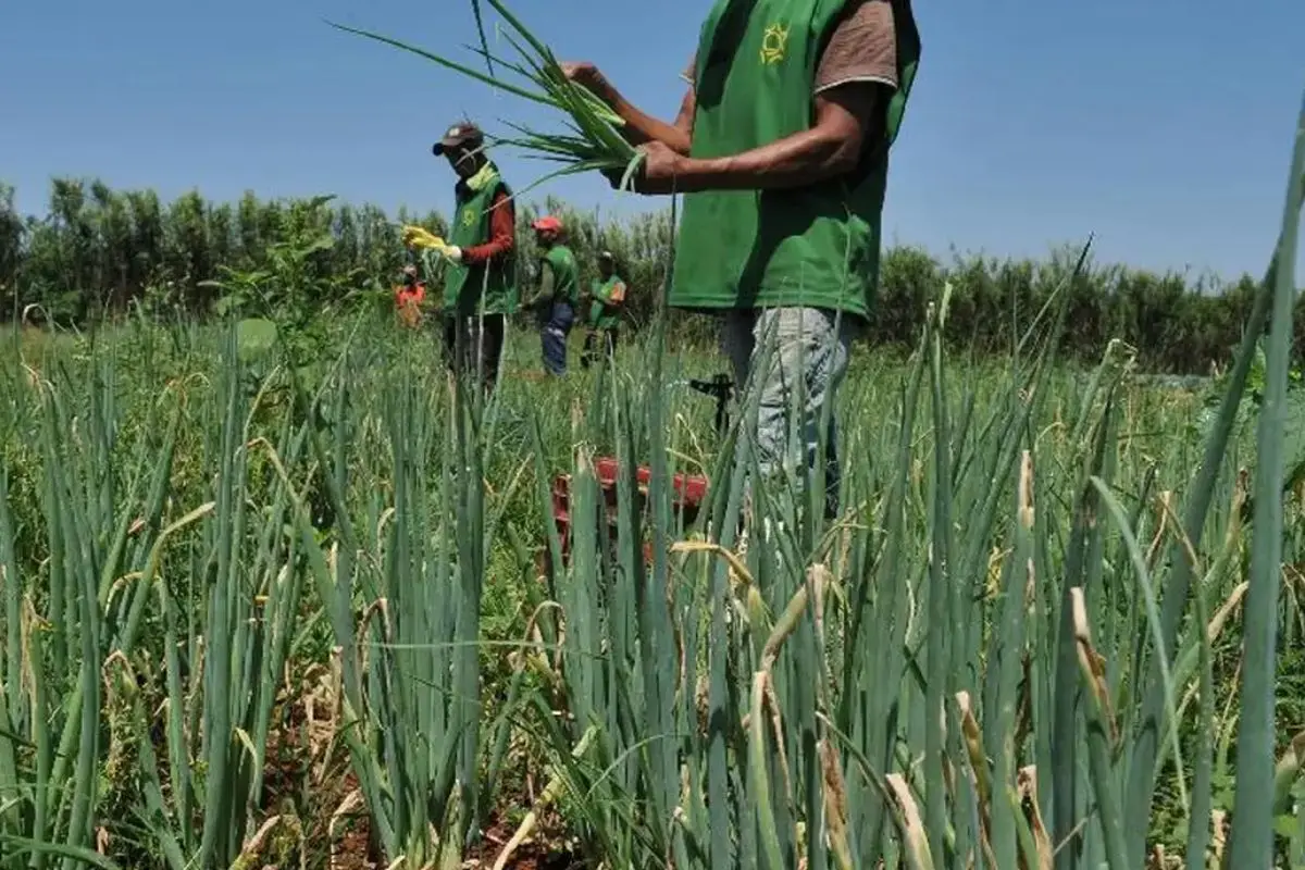 Goiás participa de projeto com IA para recuperação judicial no campo