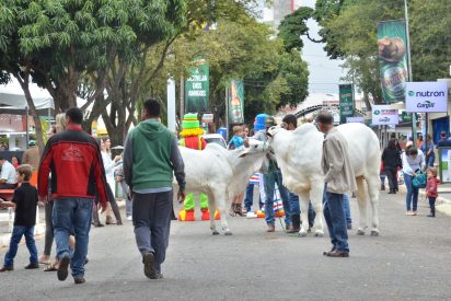 Pecuária de Goiânia 2024 - Economia